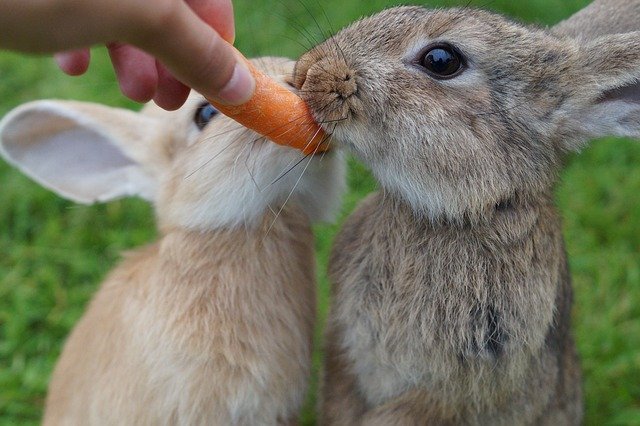 2 lapins mangent une carotte
