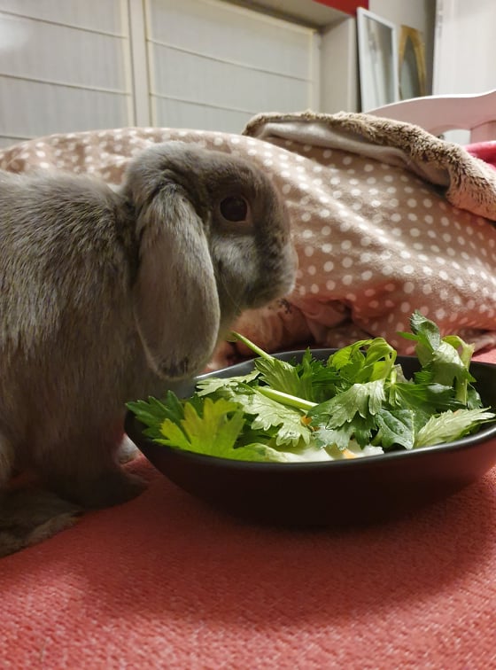 Lapin mange ses légumes