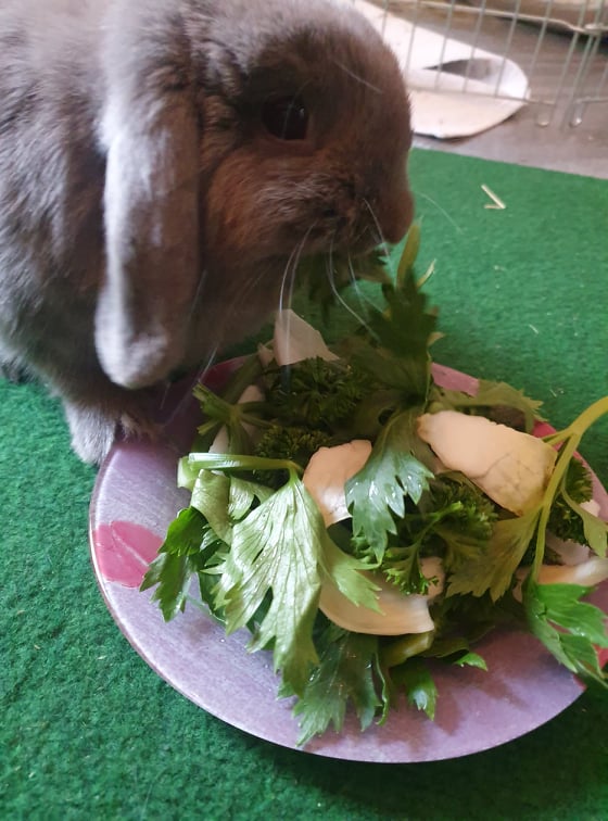 lapin pilou mange ses légumes