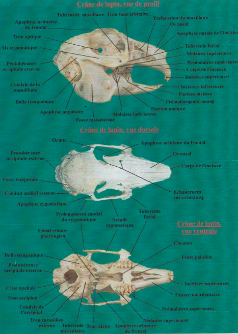 dentisterie lapin anatomie crane lapin1