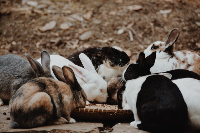 lapins en groupe