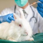 Faut-il faire vacciner son lapin nain ?