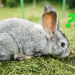 comment faire manger le foin à son lapin