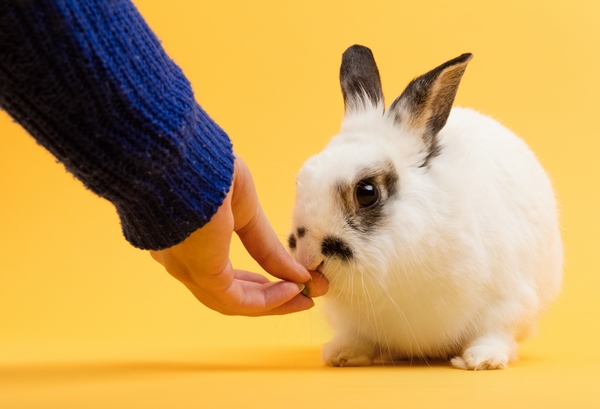 woman's hand feeding a rabbit.