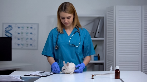 female vet giving rabbit food with antibiotics, vitamin supplement for pets
