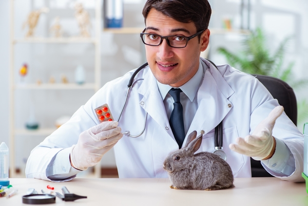 vétérinaire qui vaccine un lapin