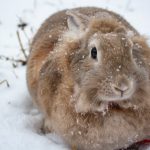 le lapin peut il survivre dehors en hiver