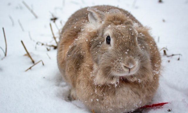 le lapin peut il survivre dehors en hiver