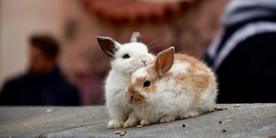 2 bebes lapins